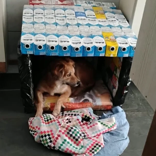 Casinha feita com embalagens de leite, com um cachorro descansando em seu interior.